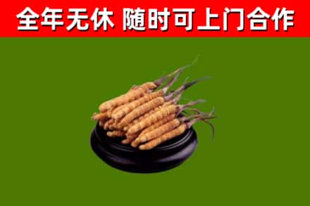 阎良回收冬虫夏草