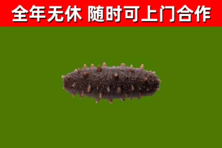 阎良回收海参干